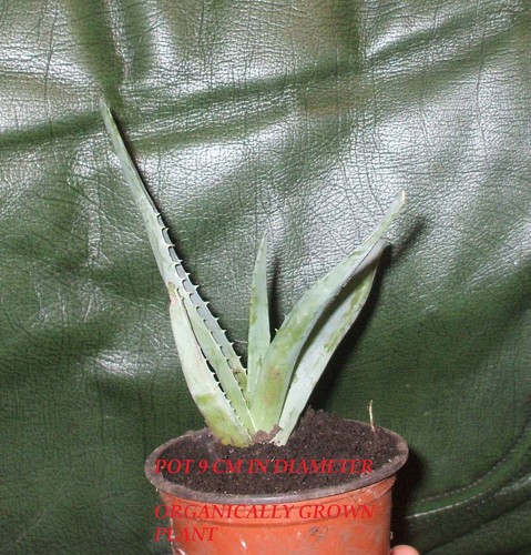 Aloe barbadensis miller plant - barbadensis,