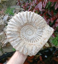 X Large Fossil Ammonite 6.2kg