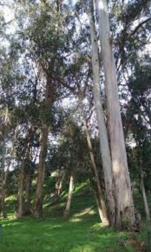 Tasmanian blue gum tree - tasmanian, seeds