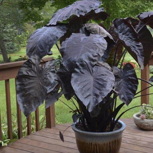 Colocasia esculenta black - colocasia,