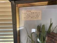 Huge antique taxidermy stuffed