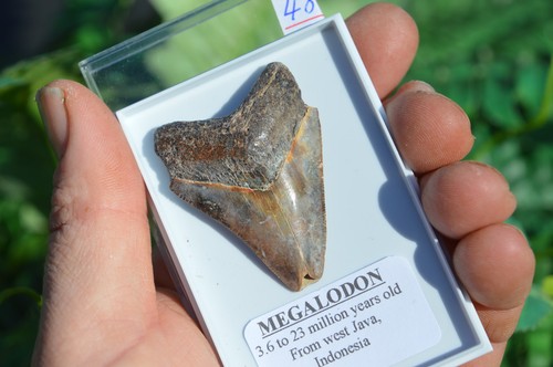 Wow genuine megalodon shark - genuine,