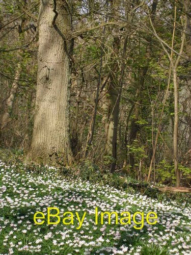 Photo 6x4 carpet wood - a,