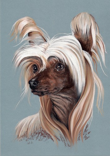 Chinese crested dog - chinese,