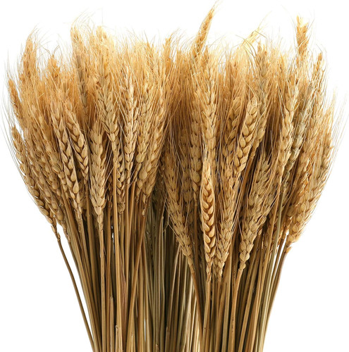 300 stems dried wheat sheaves - dried,