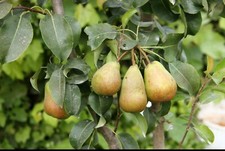 Wild Pear - Pyrus communis -