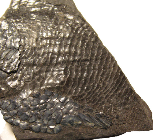 Permian fish fossil muse - fossil,