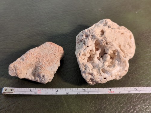 Fossil corals - fossil,