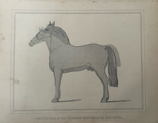 Antique Print Horse c1880s