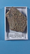 Fossilised Turtle Shell