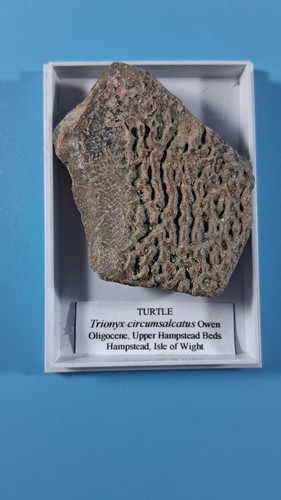 Fossilised turtle shell - turtle,