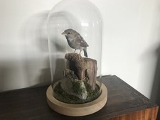 Taxidermy, A Beautifully