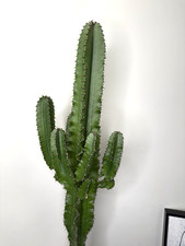 Large Euphorbia Erytrea Desert Cactus In 19Cm Pot 90cm+ cactus succulent house