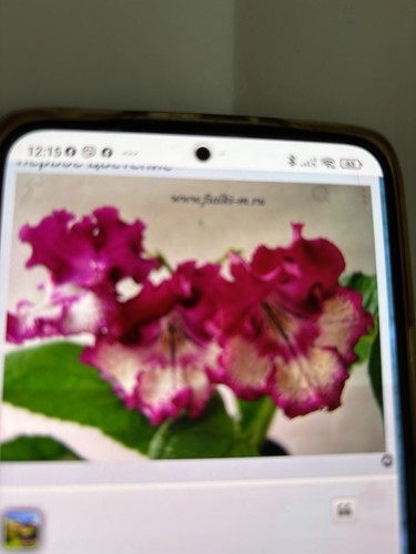 Streptocarpus vat red - vat,