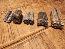 5x Fossilised  teeth found in