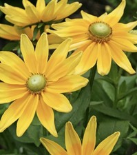 Rudbeckia Green Eyes x12 PLUG
