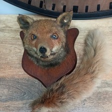 Vintage Taxidermy Fox Head