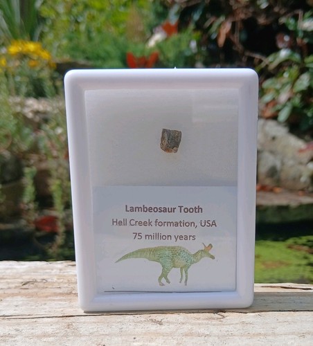 Lambeosaur dinosaur tooth - lambeosaur,
