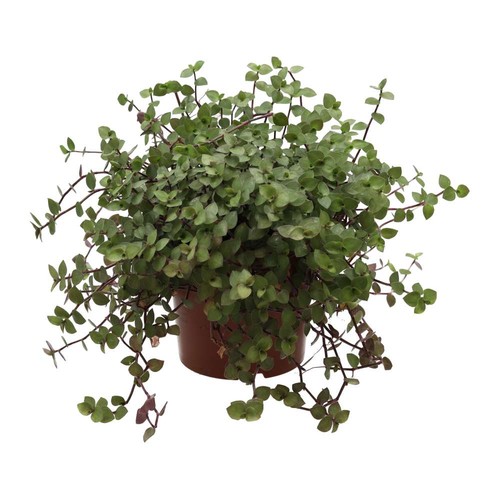 Turtle vine callisia - turtle,