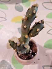Opuntia humifusa Eastern Prickly Pear Cactus Cutting 10cm – Unrooted w/ Buds