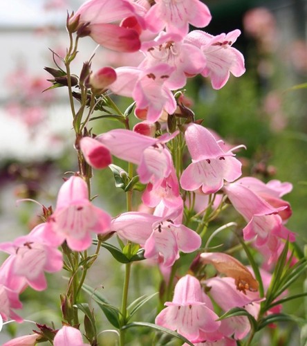 Penstemon apple blossom - ,, ex