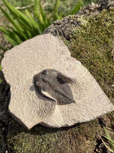 Trilobite fossil zlichovaspis - fossil,
