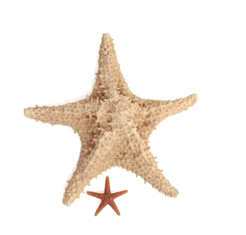 Vintage dried starfish set - vintage,