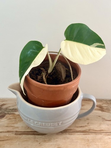 Rare half moon monstera mint - *half,