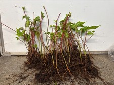 Snake bark maples, bare-root