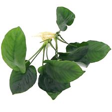 2x LARGE Anubias Barteri Broad Leaf Live Aquarium Plants Aquascaping Tank K2AQUA