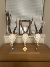 Bespoke triple Roe/muntjac