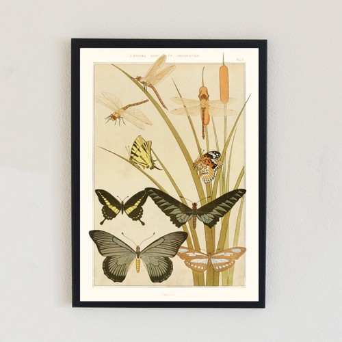 1897 vintage butterflies - vintage,