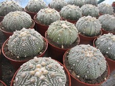 ASTROPHYTUM ASTERIAS X - very