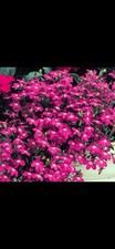 10x Lobelia ‘Trailing Red’