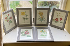 Set of 6 Pierre Joseph Redoute