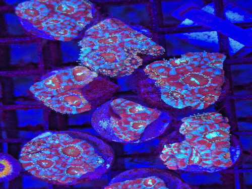 Peppermint acan live coral - peppermint,