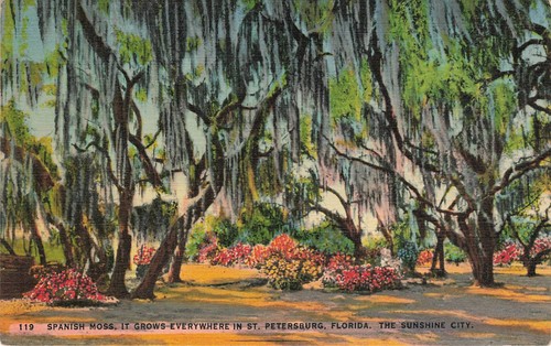 Spanish moss trees - spanish,
