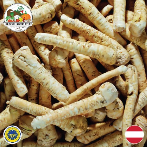 Fresh styrian horseradish - styrian, root