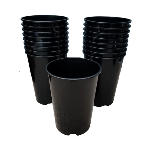 Deep rose plant - 2l,