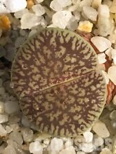 Lithops aucampiae fluminalis - 10 seeds - Living Stones