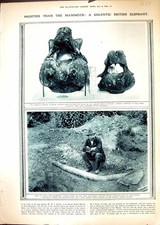 Old 1916 Tusk Elephant Turner Mammoth Upnor Verterbrae Hospital Ship 20th