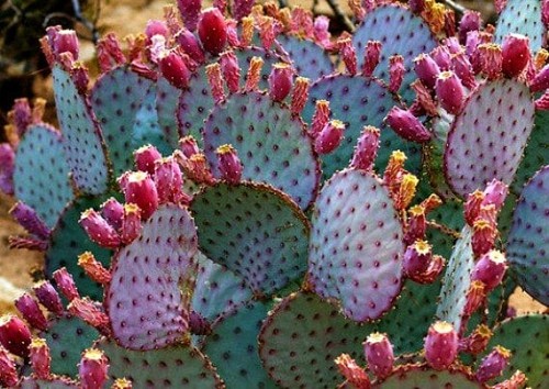 Live santa rita purple prickly - rita,