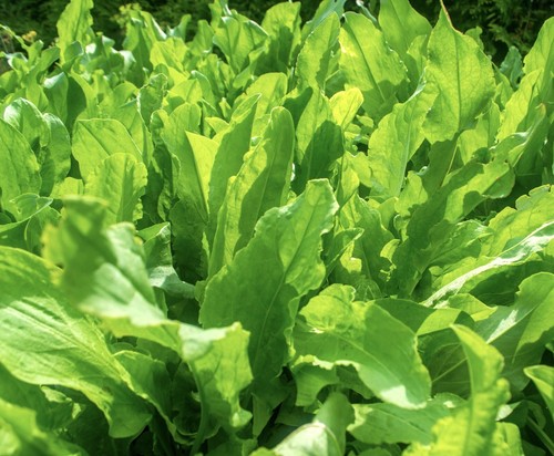 Sorrel rumex acetosa 3500x - sorrel,
