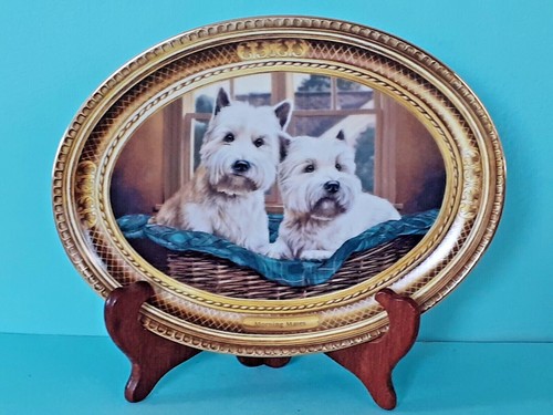 West highland terrier morning - highland,