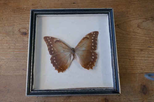 Framed single owl butterfly - framed,