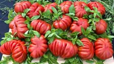 15 Canestrino of Lucca Tuscany Tomato Seeds - Heirloom