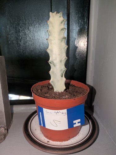 Euphorbia lactea white - euphorbia,