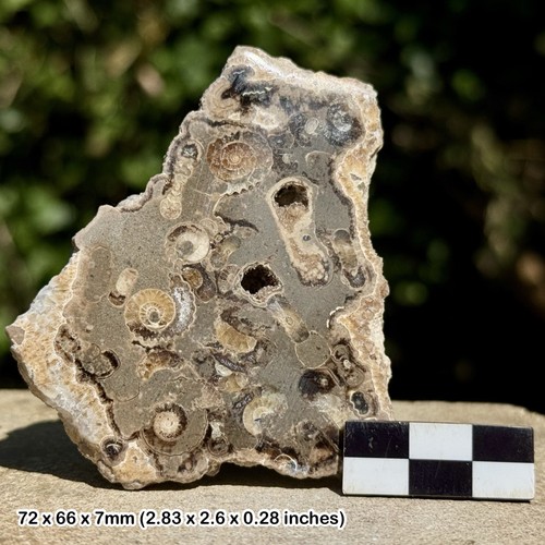 Promicroceras ammonite fossil - promicroceras,