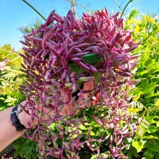 Ruby Necklace "Othonna