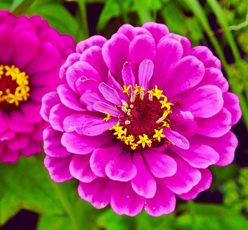 300x zinnia elegans giant - zinnia,